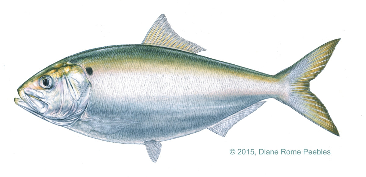 Finescale Menhaden