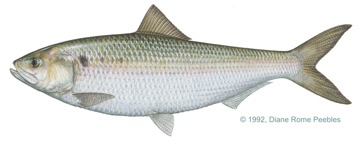 American Shad