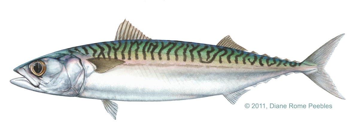 Atlantic Mackerel