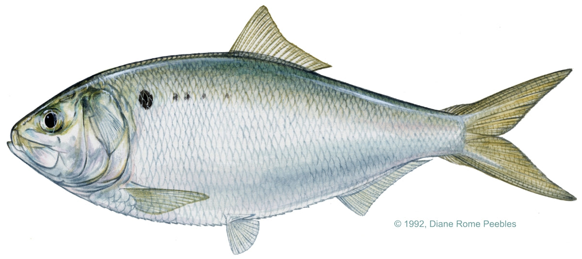 Gulf Menhaden