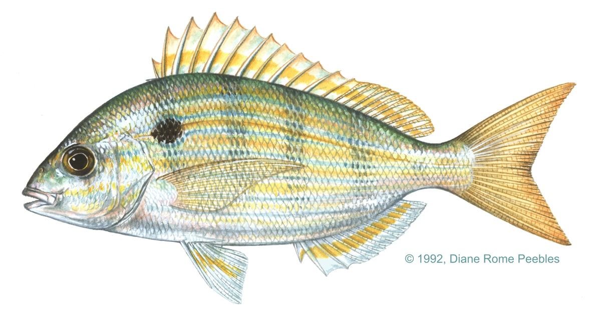 Pinfish