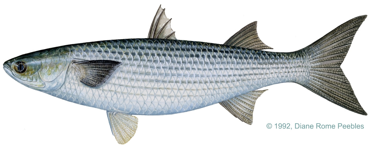 Striped Mullet