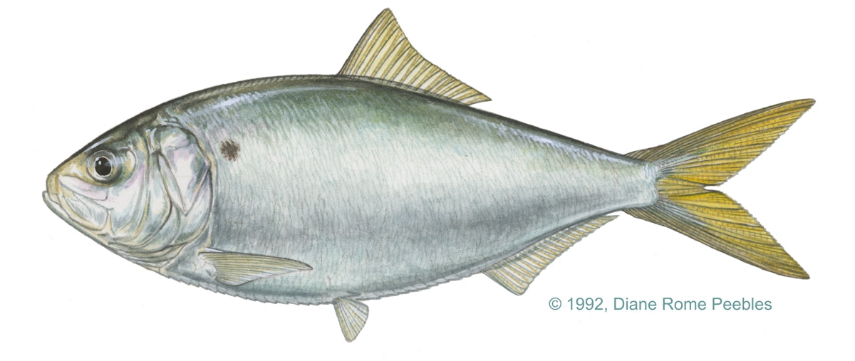 Yellowfin Menhaden